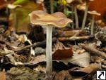 Psilocybe cyanescens