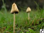 Psilocybe semilanceata