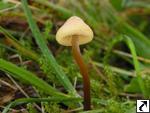 Psilocybe semilanceata fm. sterile