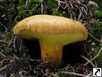 Pulveroboletus lignicola