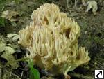 Ramaria botrytis