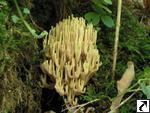 Ramaria stricta