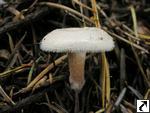 Ripartites tricholoma