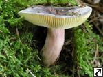 Russula amoena