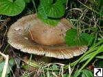 Russula amoenolens