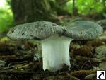 Russula cyanoxantha