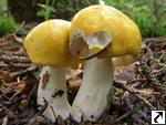 Russula decolorans