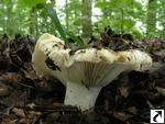 Russula delica