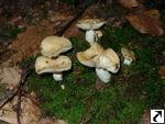 Russula farinipes