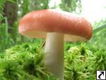 Russula emetica