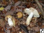 Russula foetens