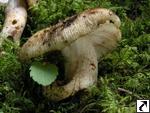 Russula illota