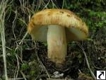 Russula laurocerasi