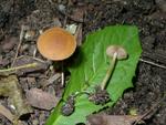 Agrocybe arvalis