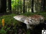 Russula nigricans