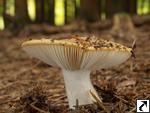 Russula ochroleuca