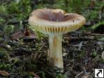 Russula puellaris