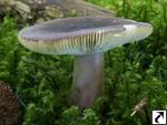 Russula queletii