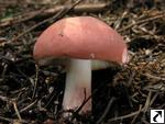 Russula rosea