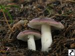 Russula turci