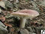 Russula vesca