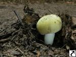 Russula violeipes