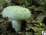 Russula virescens