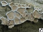 Schizophyllum commune