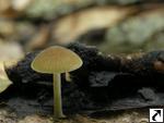 Simocybe centunculus