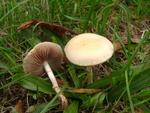 Agrocybe dura