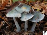 Stropharia caerulea