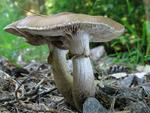 Agrocybe erebia