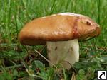 Suillus granulatus