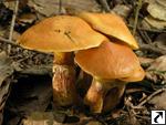 Suillus grevillei