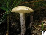 Suillus placidus