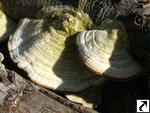 Trametes hirsuta