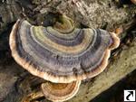 Trametes versicolor