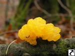 Tremella mesenterica