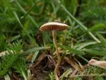 Agrocybe pediades