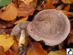 Tricholoma argyraceum