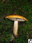 Tricholoma aurantium