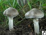 Tricholoma cingulatum