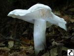 Tricholoma columbetta