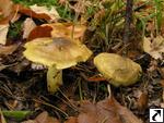 Tricholoma equestre