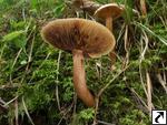 Tricholoma fulvum