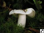 Tricholoma lascivum