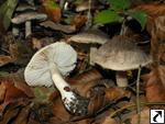 Tricholoma orirubens