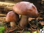 Tricholoma pseudonictitans