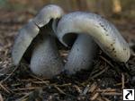 Tricholoma saponaceum