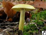 Tricholoma sulfureum